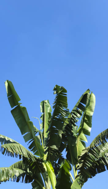 A banana tree under the blue sky