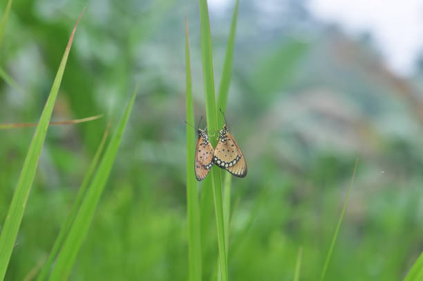 Butterfly on wildflower in summer field, beautiful insect on green nature blurred background, wildlife in spring garden, Ecology natural landscape