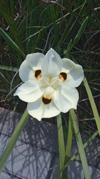 dietas de duas cores - gladiolus flower floral pattern single flower - fotografias e filmes do acervo