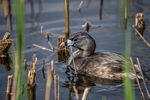 The pretty little grebe with a variegated beak in its natural environment in the boreal forest.