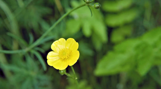 istock Meadow Buttercup Flower 1323592058