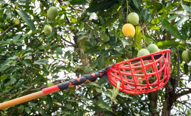 Photo of Gardener using fruit picker to collect mango on a tree.