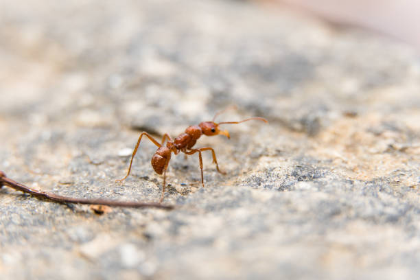 istock Macro closeup of red ant on white cement floor 1323593298