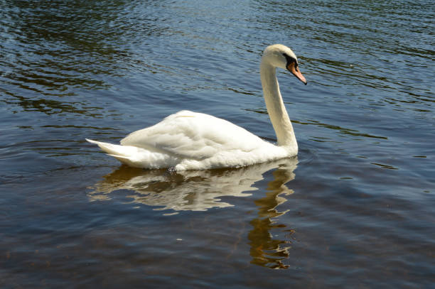 istock One Swan Swimming 1323596006