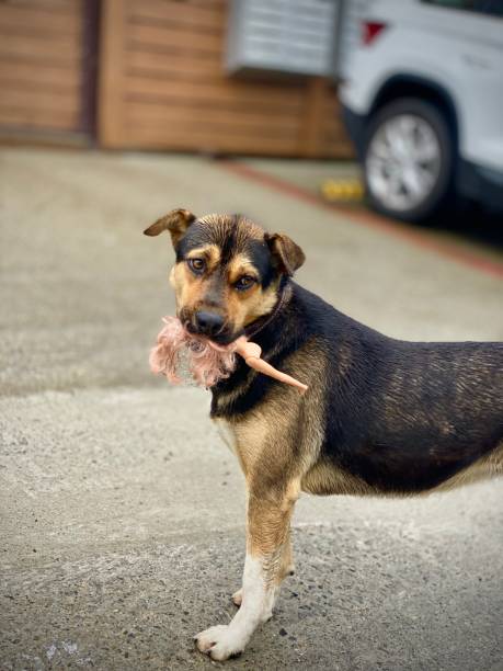istock A dog puppy with a plastic doll in its mouth 1323596533