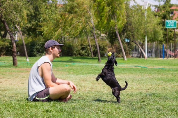 jovem brincando com cachorro em parque em dia ensolarado - men jogging running sports training - fotografias e filmes do acervo