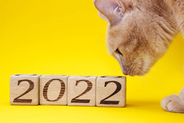 bloques de madera con los números del nuevo año 2022 sobre un amarillo . un gato rojo los está oliendo. - comming fotografías e imágenes de stock