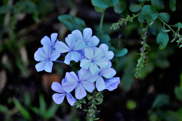 istock Plumbago auriculata's beautiful blue flower 1323599600
