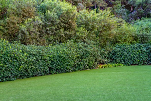 istock Garden area with artificial grass and shrubs and trees 1323602338