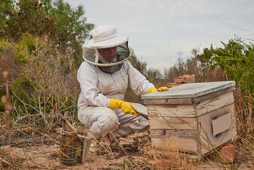 Honey harvesting season is in full swing