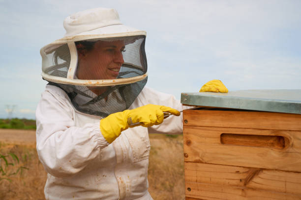 istock Shot of a beekeeper opening a hive frame on a farm 1323603437