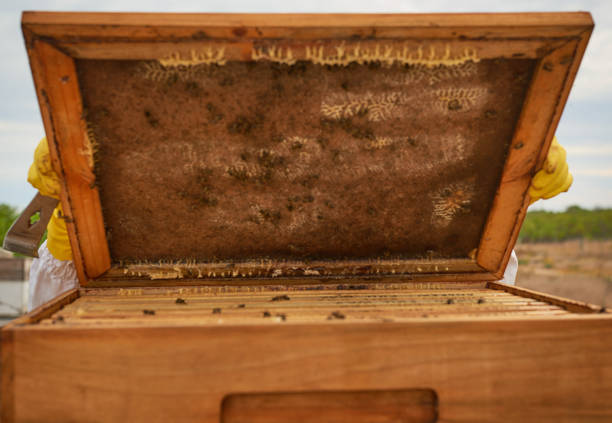 So many bees in one box