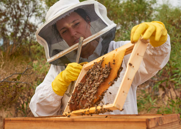 istock Shot of a beekeeper opening a hive frame on a farm 1323603561