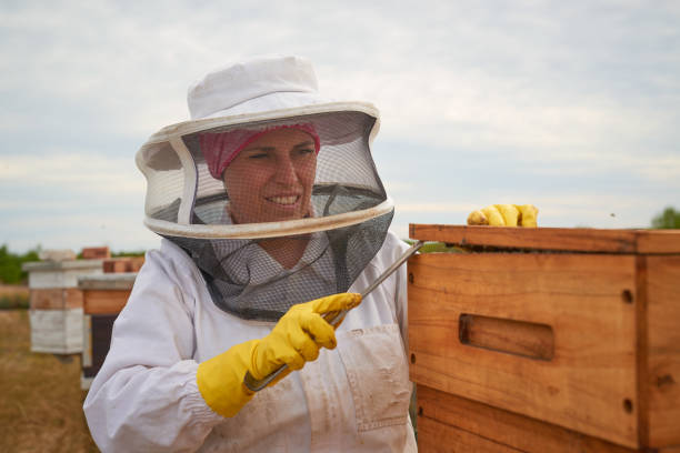 istock Shot of a beekeeper opening a hive frame on a farm 1323603565
