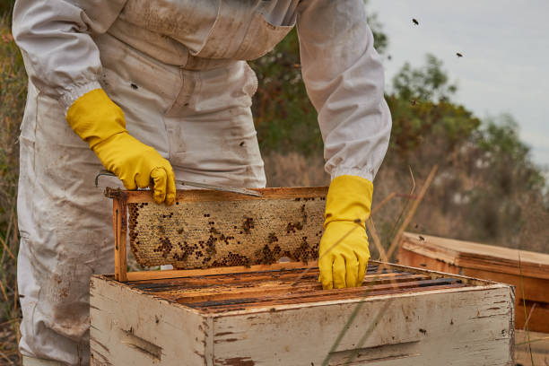 istock Shot of an unrecognisable beekeeper opening a hive frame on a farm 1323603578