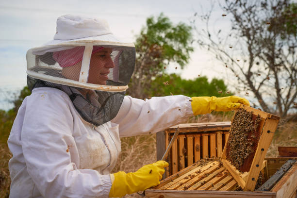 istock Shot of a beekeeper opening a hive frame on a farm 1323603590