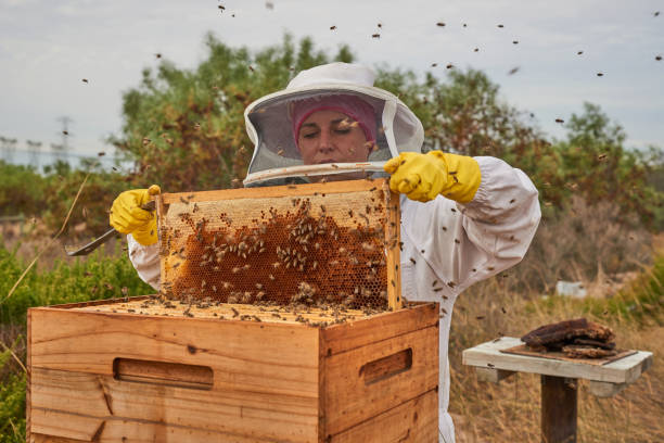 istock Shot of a beekeeper opening a hive frame on a farm 1323603596