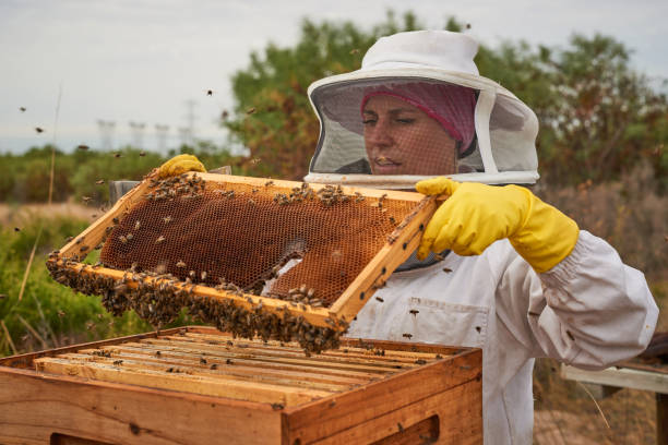 istock Shot of a beekeeper opening a hive frame on a farm 1323603605