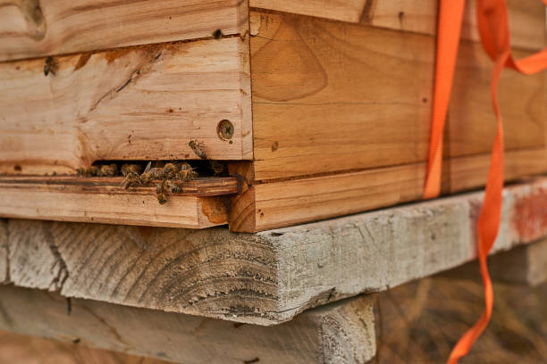 The perfect spot for a swarm to settle down