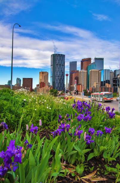 istock Calgary Skyline With Summer Flowers 1323605427