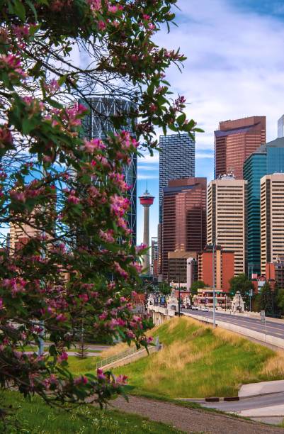 istock Flowers Blooming By Downtown Calgary 1323605643