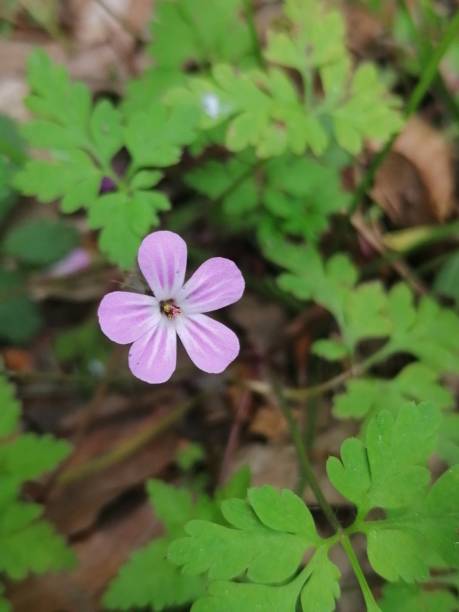 istock Small violet flowers in the forest 1323606292