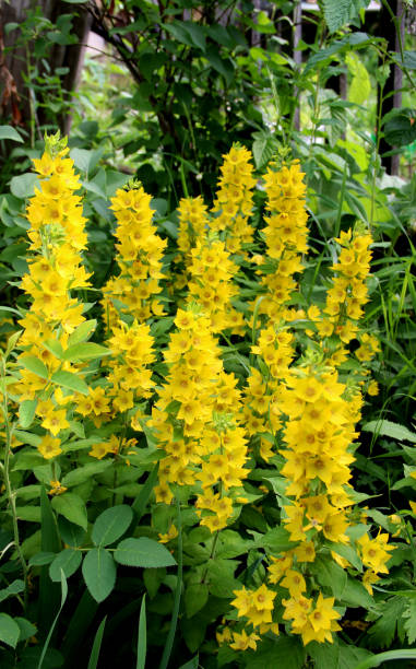 istock Pyramid of yellow flowers 1323609615