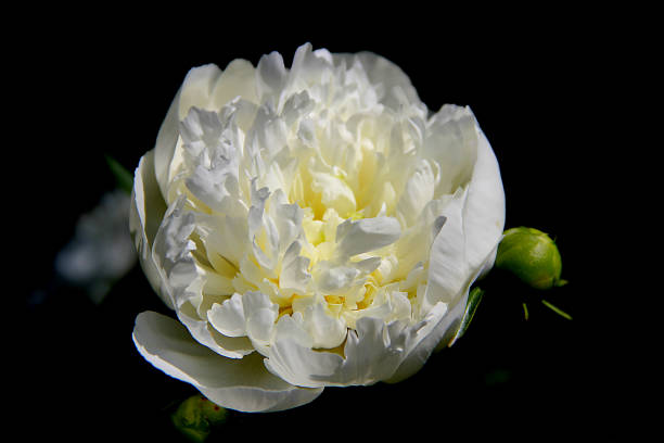 istock View from above on the beautiful flower 1323609651