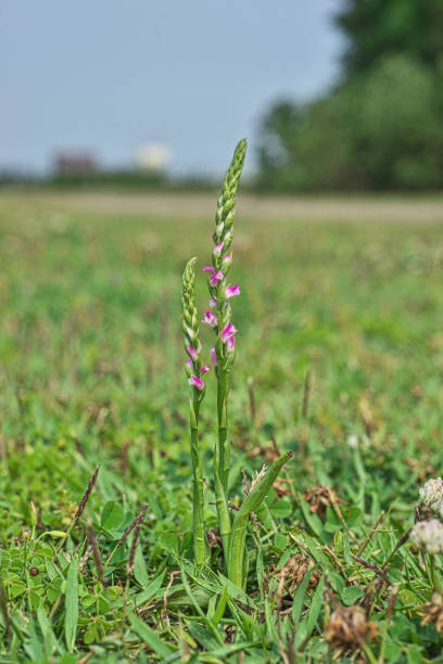 istock Spiranthes sinensis var. amoena 1323610530