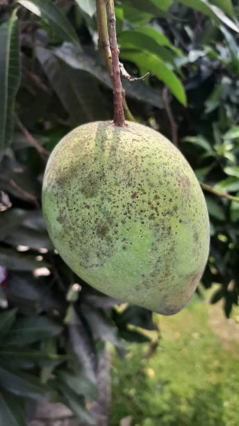 Mango Rot Tree 270+ Rotten Mango Fruit Stock Photos, Pictures & Royalty-Free Images ...
