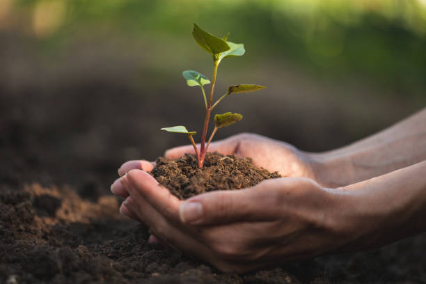 istock Women's hands gently hold protect a small sprout. 1323610925