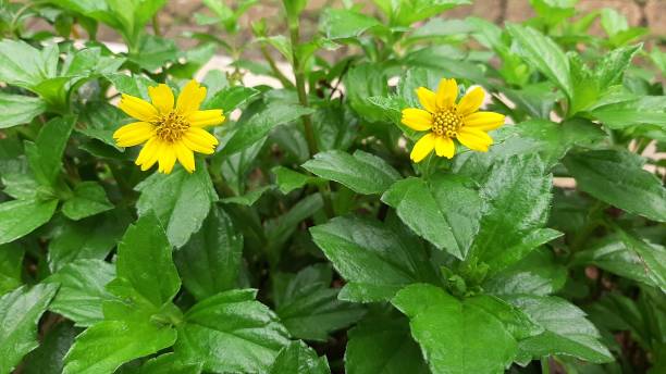 istock two yellow flower stalks growing among the leaves 1323611713