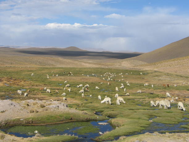 istock Salinas and Aguada Blanca National Reserve, Peru 1323612686