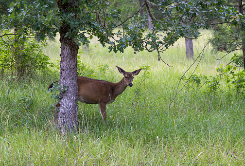 Young deer outdoors in a woodland, it's natural habitat
