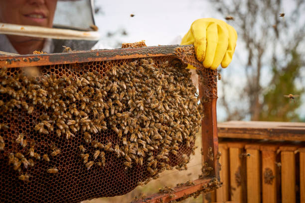 istock Shot of a beekeeper working with a hive frame on a farm 1323613679