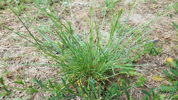 istock green crabgrass grass weed growing in lawn or yard 1323614285