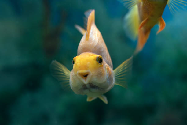 istock Orange red parrot cichlid on emerald blue background. 1323614417
