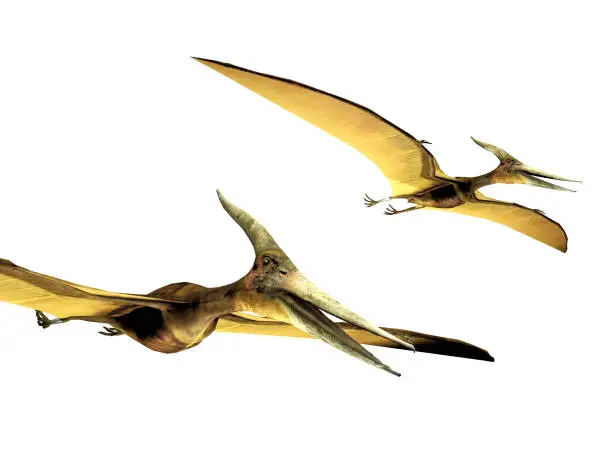 pterodactyls  on a white background