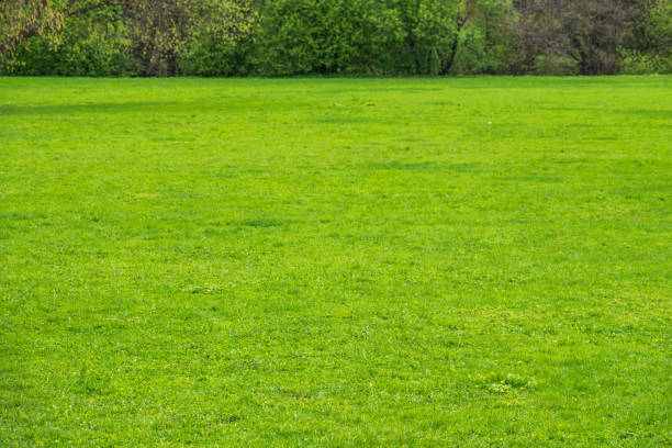 istock Green meadow with trimmed grass. Evenly trimmed spring green grass 1323616125