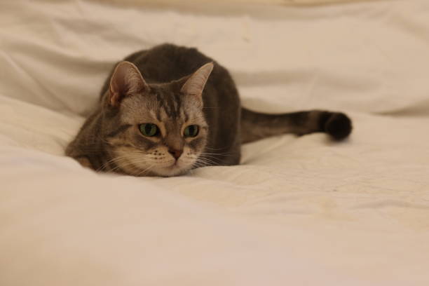 istock A cat that hides and aims for prey. 1323617165