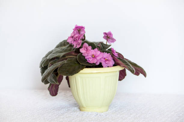 istock blooming domestic african violet in a pot on a white background 1323617807