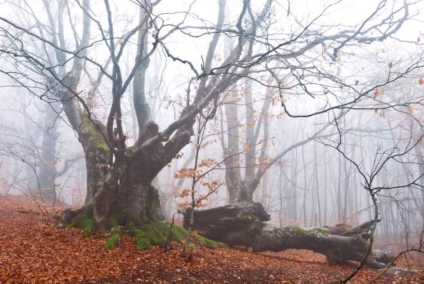 istock great beach in a autumn forest 1323618814