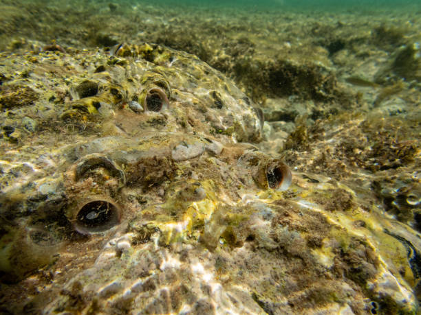 istock Underwater view of sea with  stones and algae 1323619035