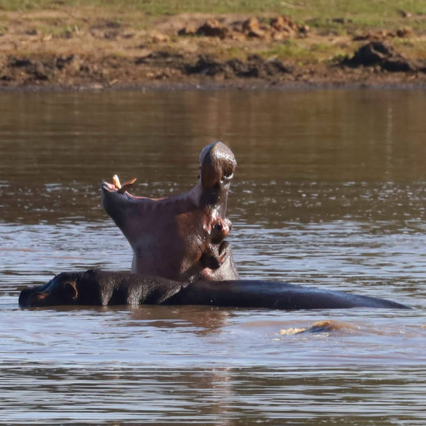 istock How wide can you go? A hippo's yawn. 1323620560