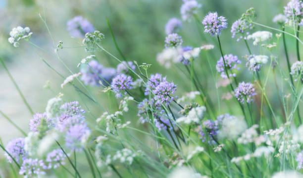 istock Nature background with spring flowers. Selective and soft focus. 1323621436