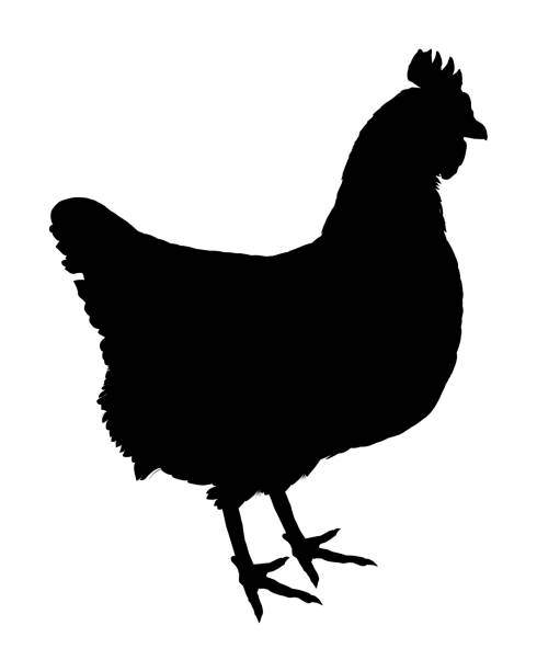 illustrazioni stock, clip art, cartoni animati e icone di tendenza di silhouette di pollo, illustrazione eps10 vettoriale - young bird poultry chicken livestock