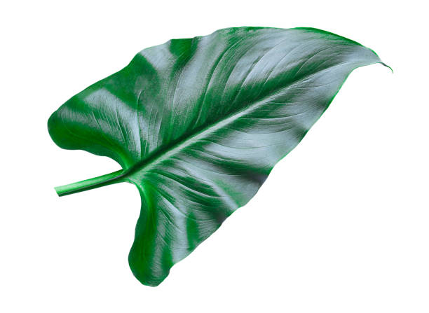 istock Calla leaf isolated foto stock 1323624271