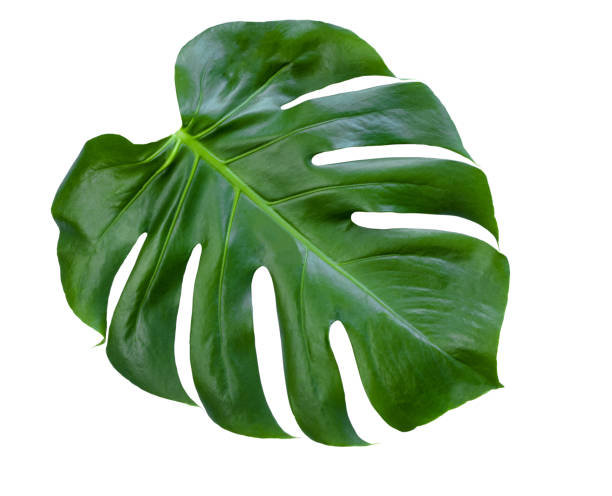 istock Monstera leaf on white background foto stock 1323624274