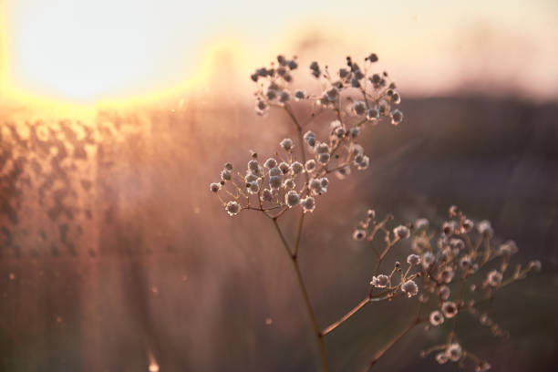 istock Sunset evening background with gypsophila flower and reflection in the sunset light 1323624467