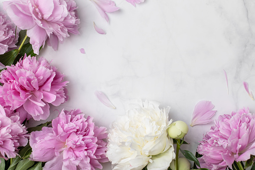 Frame wreath of pink peony flowers with copy space for text on pastel marble background. Flat lay, top view.